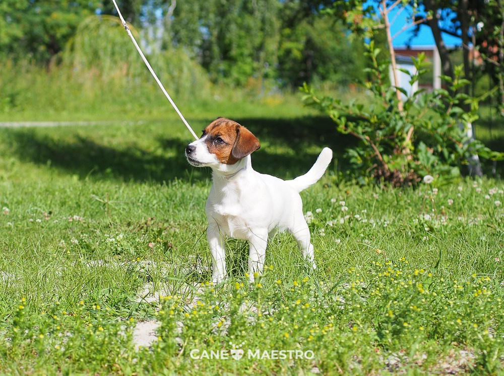 Щенок Джек-рассел-терьер. КМ ФЕЛИЧИТА. Гладкий тип шерсти. Девочка №2. КАНЕ МАЭСТРО — питомник Джек рассел терьеров