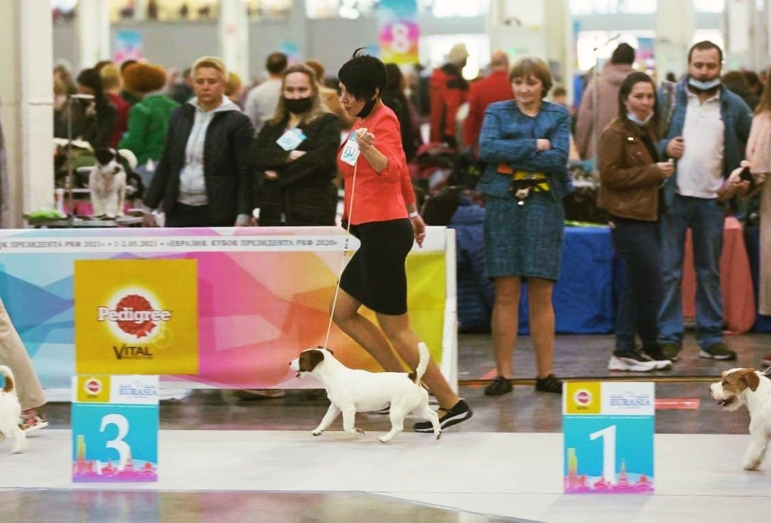 CANE MAESTRO ILANG-ILANG. CANE MAESTRO — kennel Jack Russell Terrier