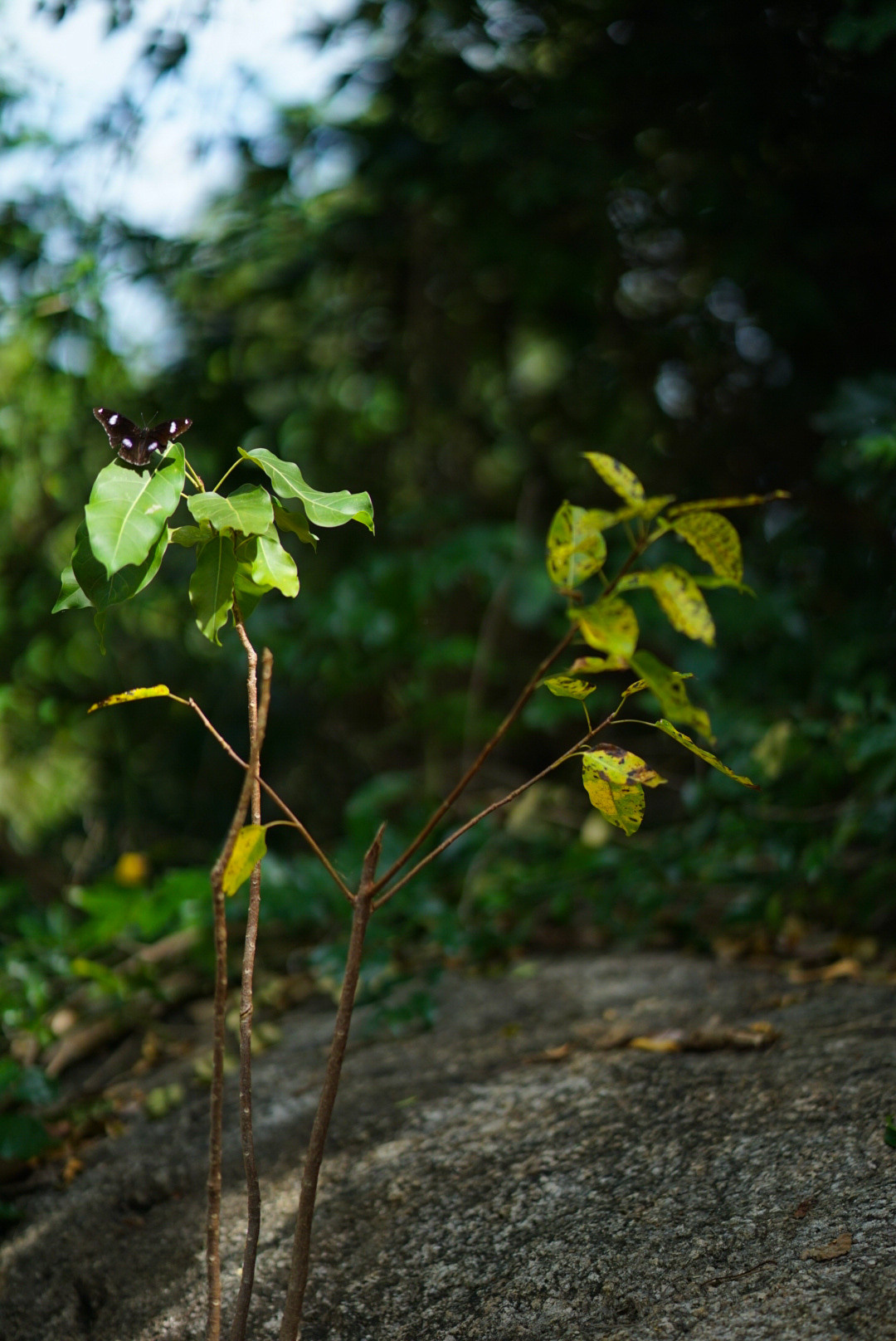 THAILAND — KOH SAMUI. AnatoliiVolf