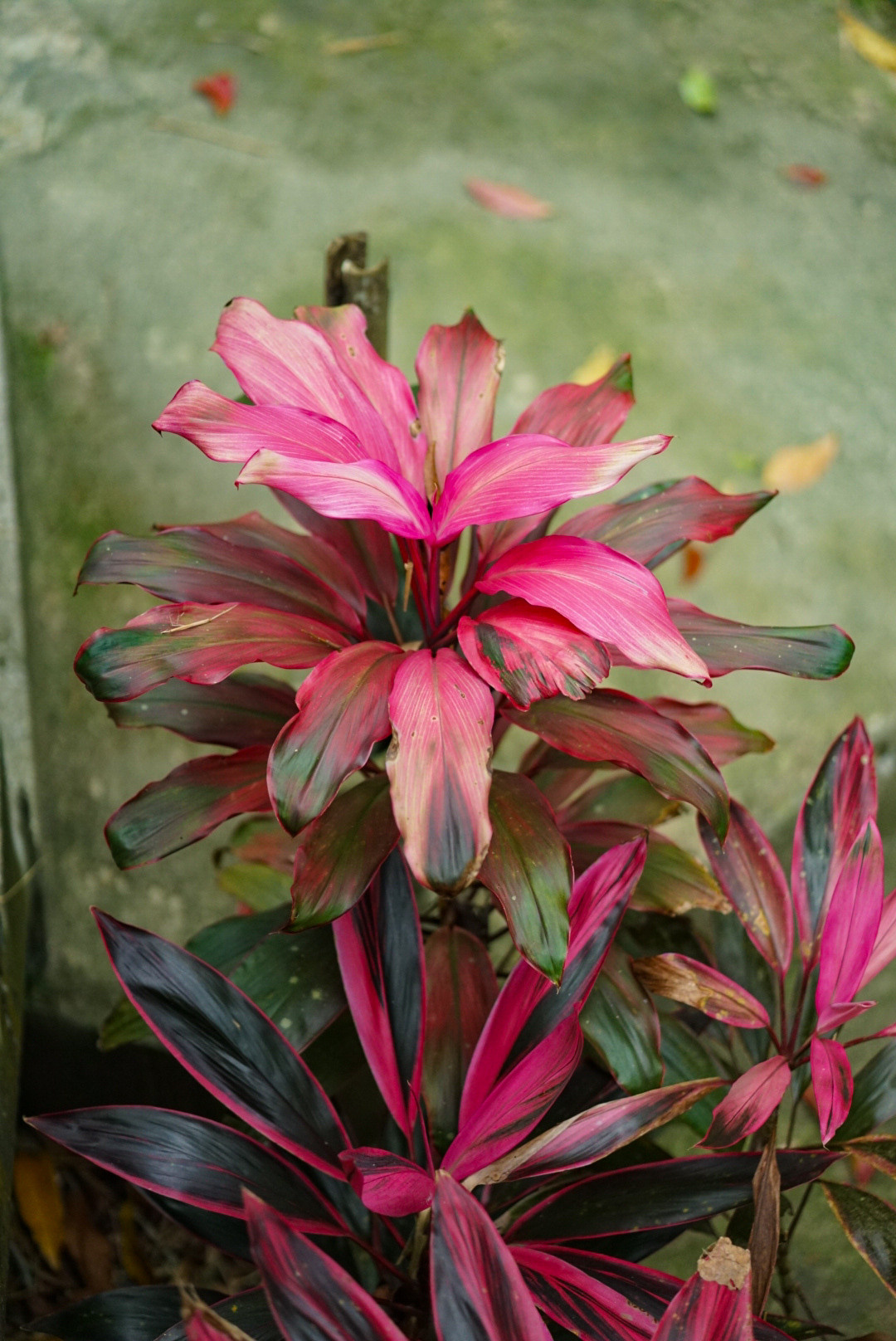 THAILAND — KOH SAMUI. AnatoliiVolf