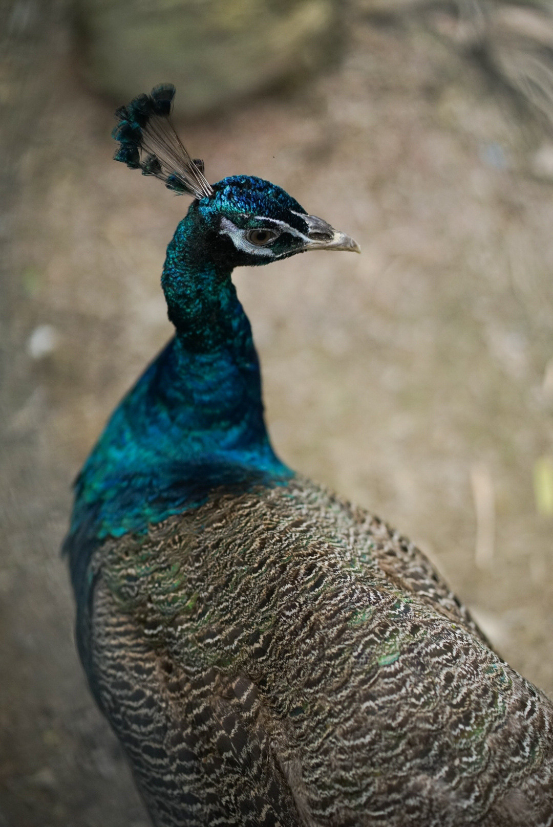 THAILAND — KOH SAMUI. AnatoliiVolf
