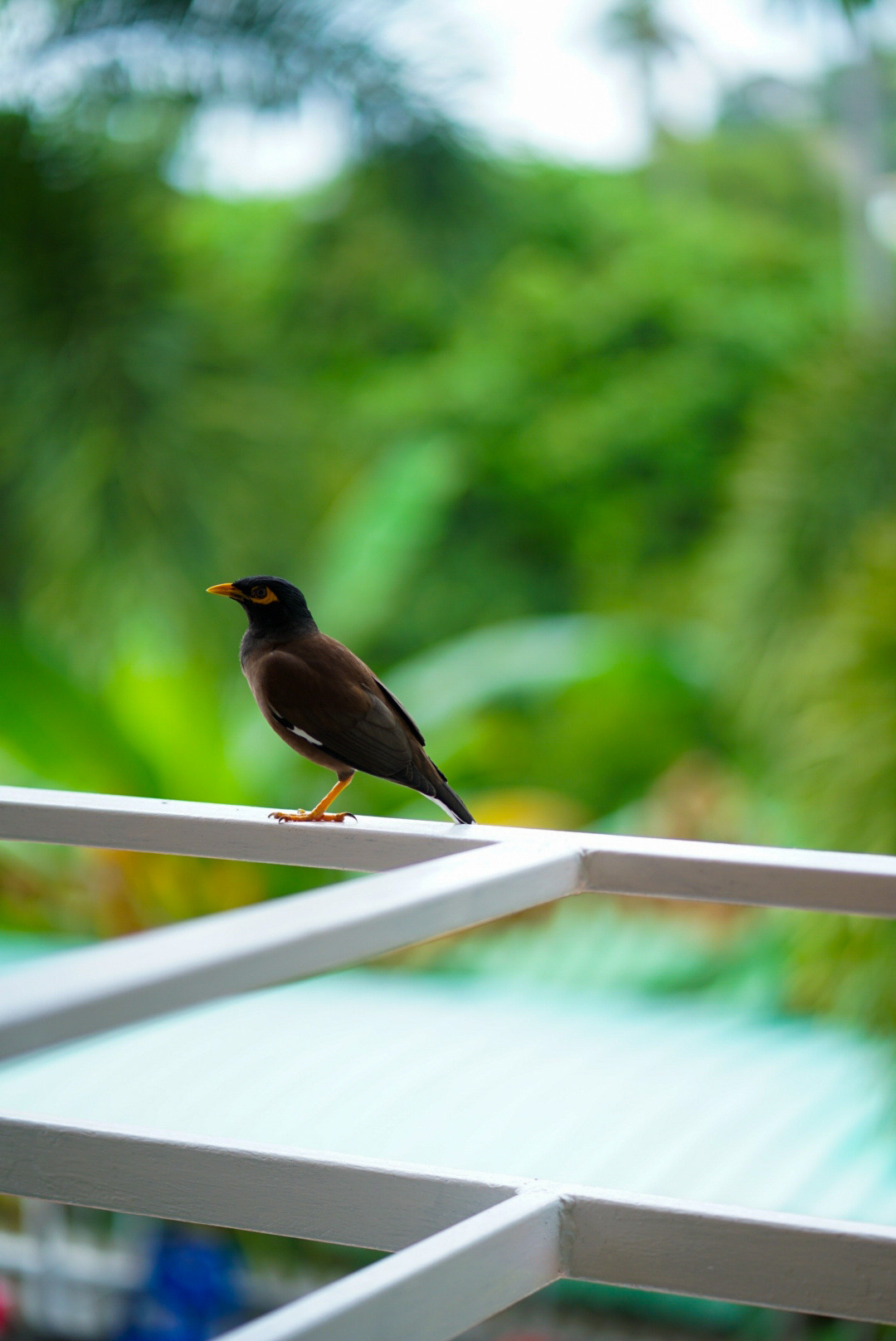 THAILAND — KOH SAMUI. AnatoliiVolf