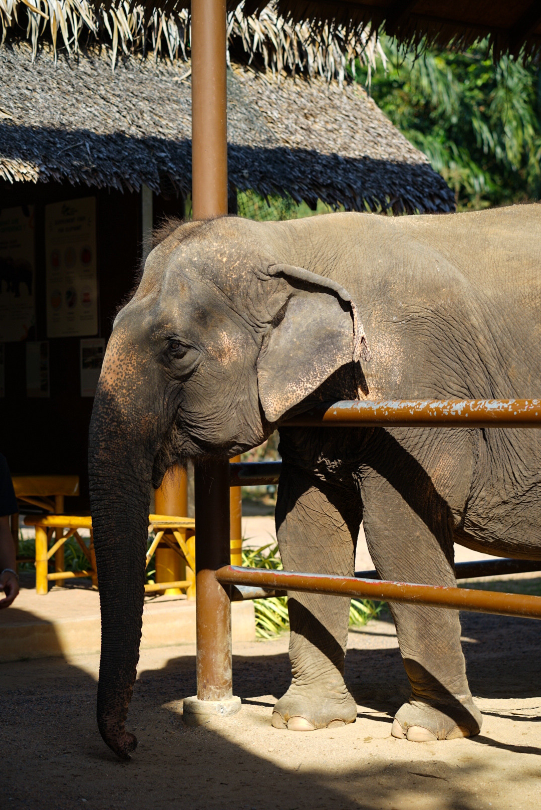 THAILAND — KOH SAMUI. AnatoliiVolf
