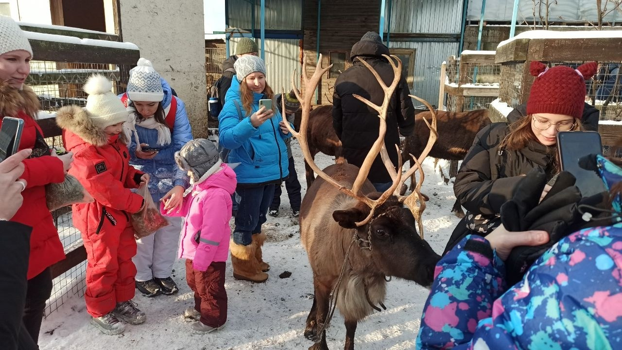 В гости к северным оленям | 02.12.2023. Галерея Фантим