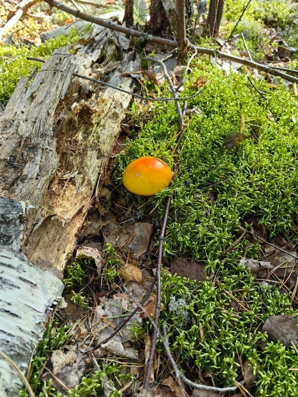 Карелия | 16-18.08.24. Галерея Фантим