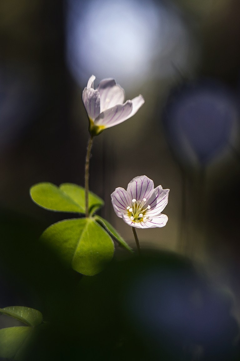 Весна. Катя Цвет