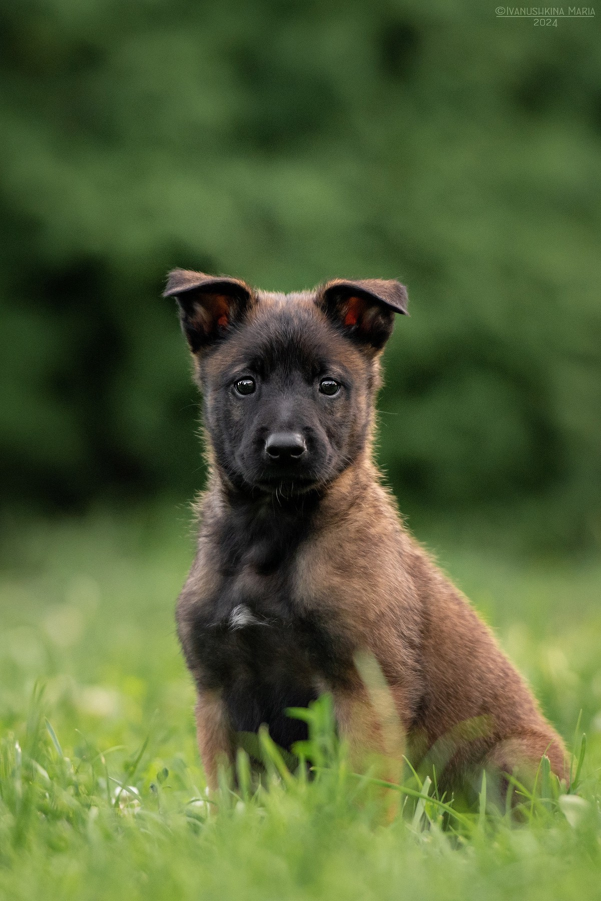 Фотосессия щенков на продажу. Фотограф собак в Москве и Московской области Иванушкина Мария