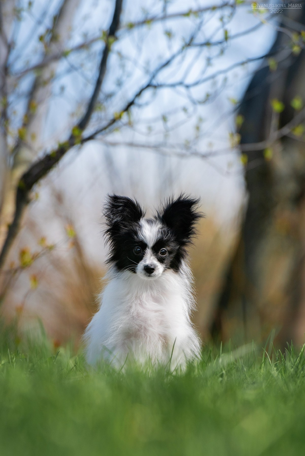 Фотосессия щенков на продажу. Фотограф собак в Москве и Московской области Иванушкина Мария
