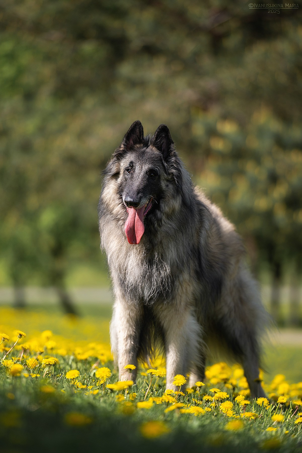 Фотограф-анималист. Фотограф собак в Москве и Московской области Иванушкина Мария