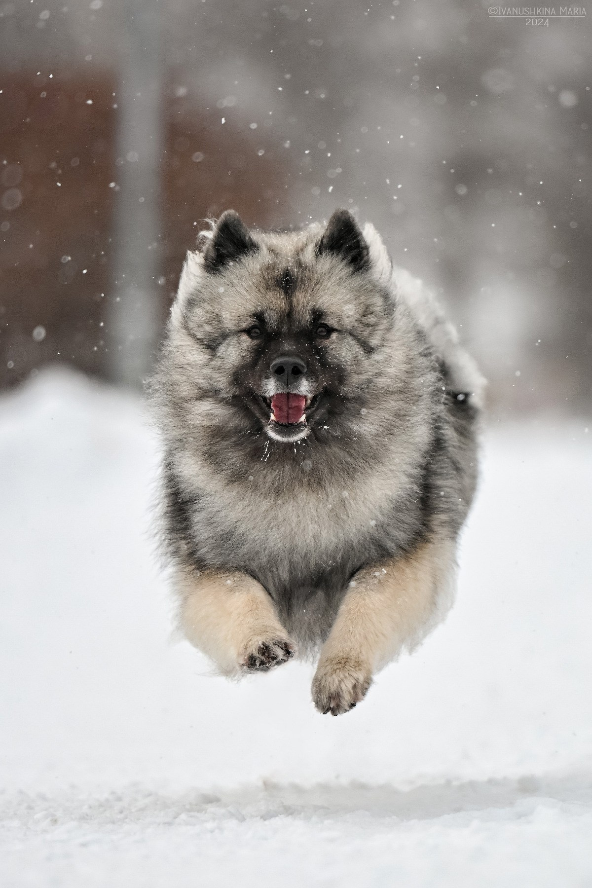 Фотограф-анималист. Фотограф собак в Москве и Московской области Иванушкина Мария