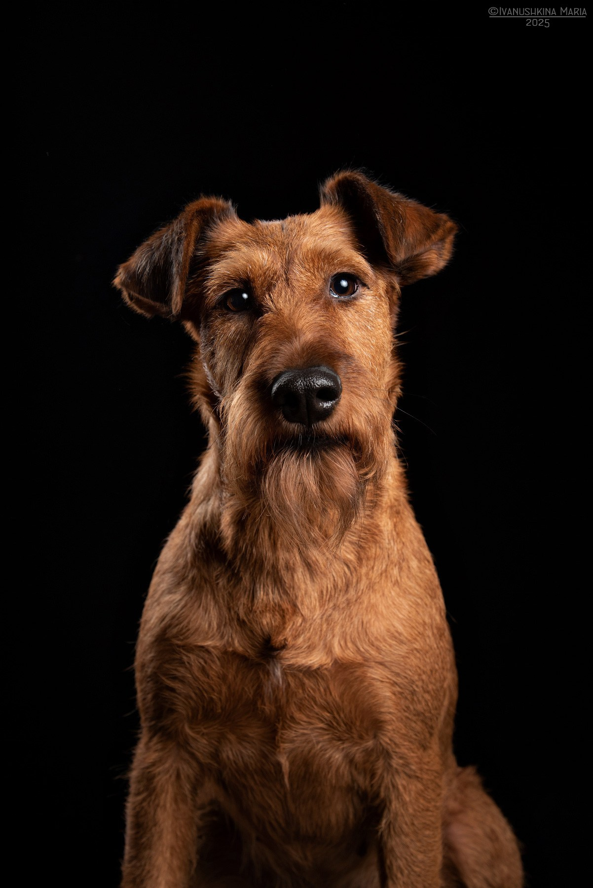 Фотосессия собаки в студии. Фотограф собак в Москве и Московской области Иванушкина Мария