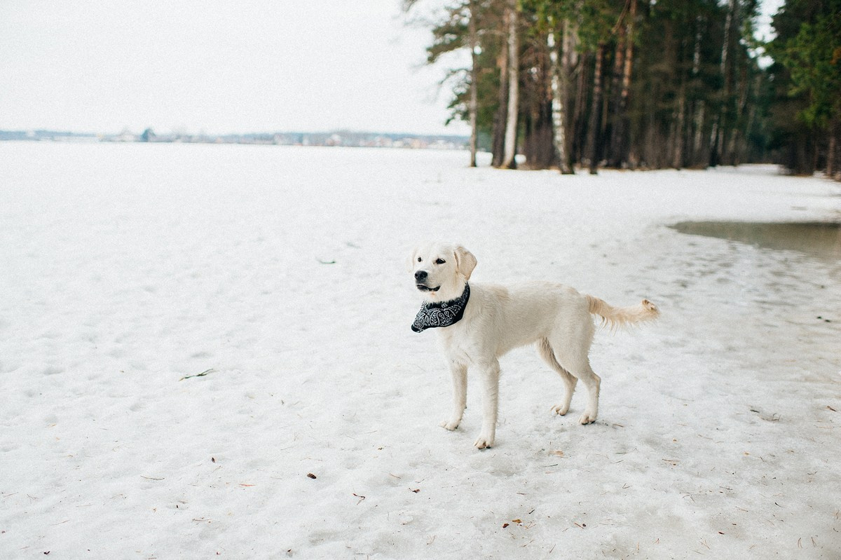 ШАНТИ и СЕМЬЯ. Свадебный и семейный фотограф РИТА БОЧКАРЁВА