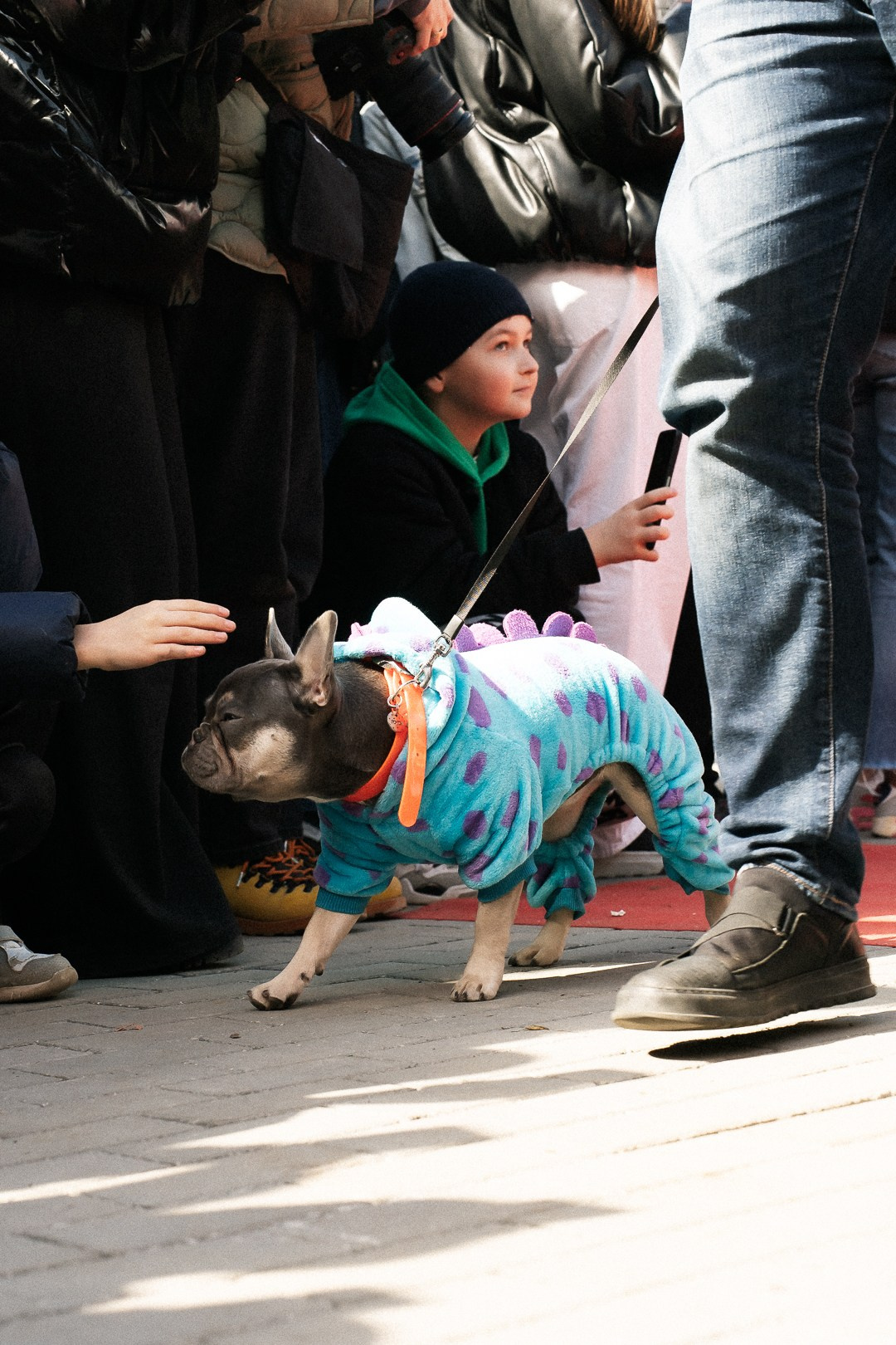 Парад Бульдогов. Axenov_eugene