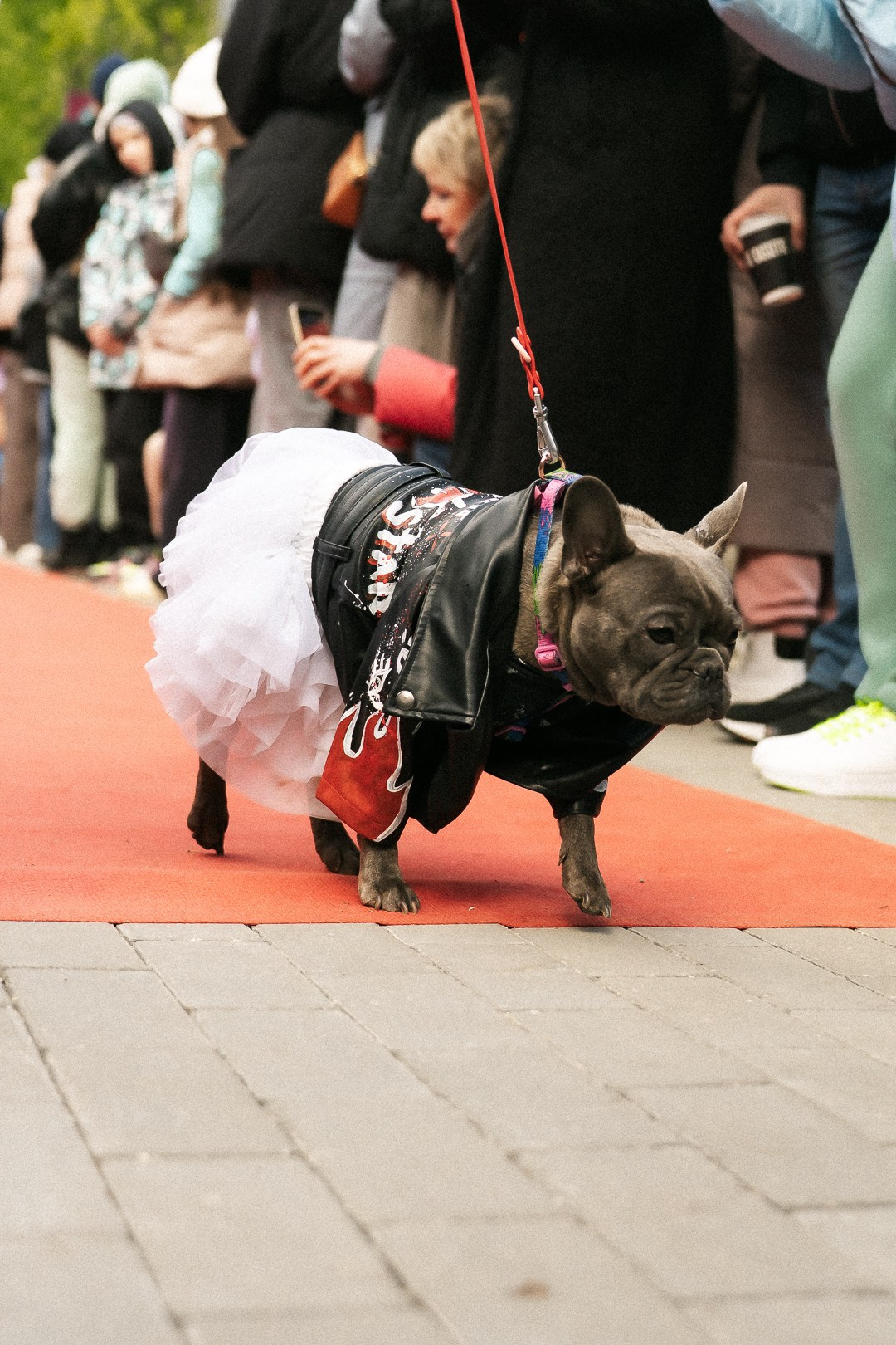 Парад Бульдогов. Axenov_eugene
