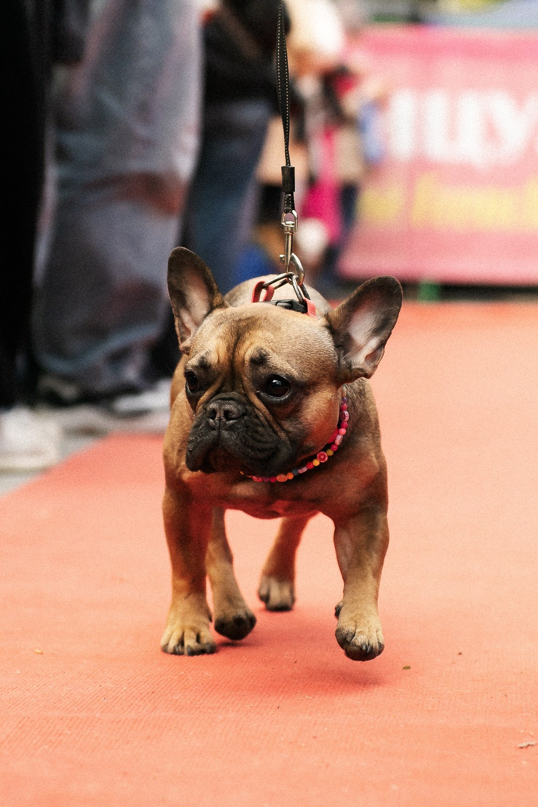 Парад Бульдогов. Axenov_eugene