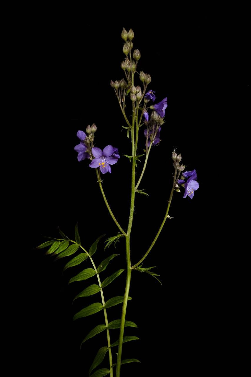 Ботаника. Елизавета БаковА