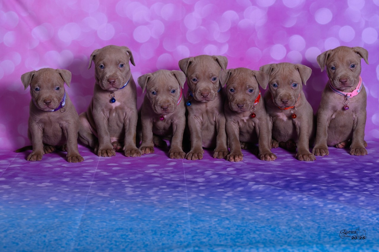 Отзывы. Фотограф анималист Елена Галдина г. Красноярск