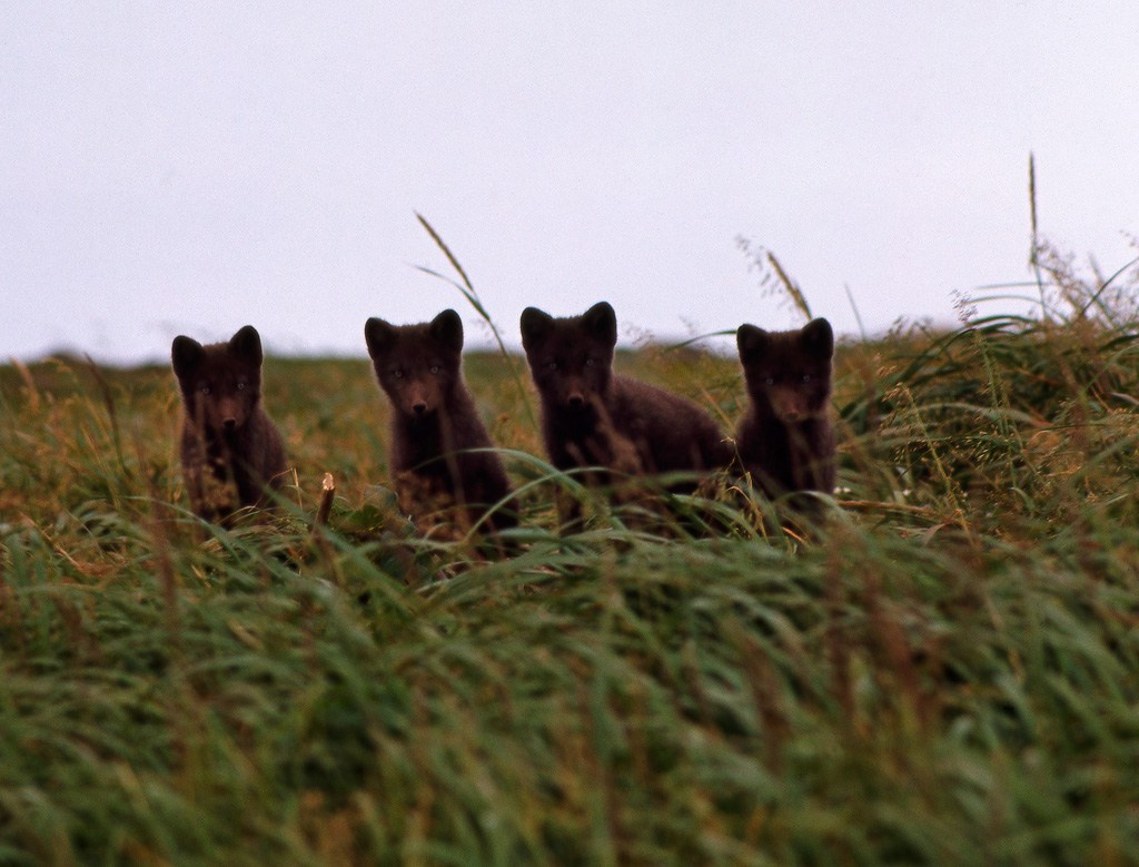 Молодые песцы