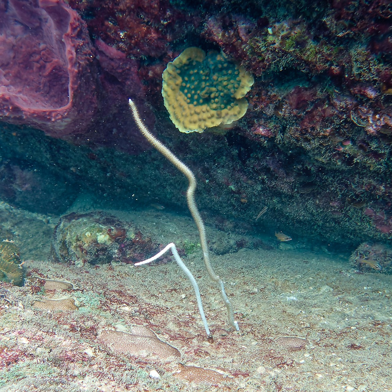 Мне посмотреть. Рыбов показываю
