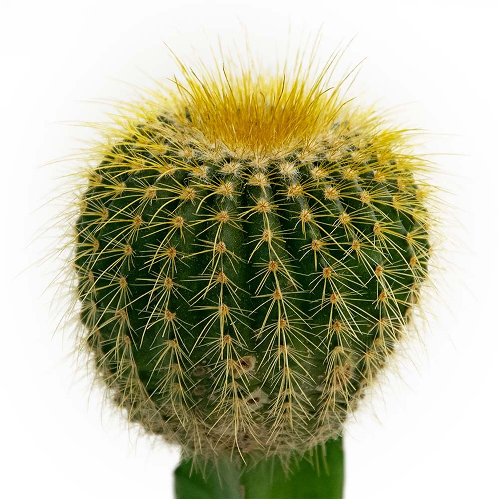 ПРЕДМЕТНАЯ СЪЕМКА. Репортажный и предметный фотограф Ольга Доловова в Ульяновске