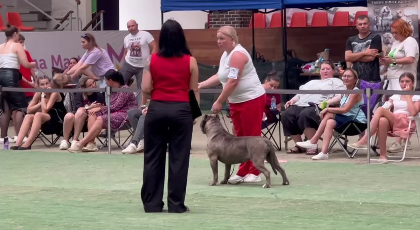 Участие в выставках. Американские булли XL в г. Калининград. Питомник Great Bully UNIVERSE