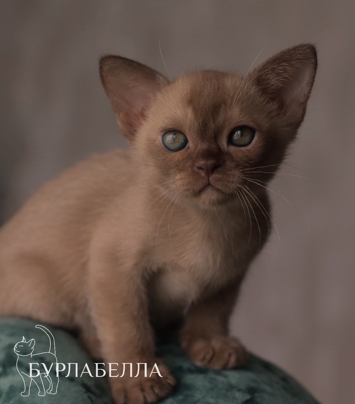 шоколадная бурма, бурманские котята, питомник бурманских кошек, купить бурманского котенка, лиловая бурма