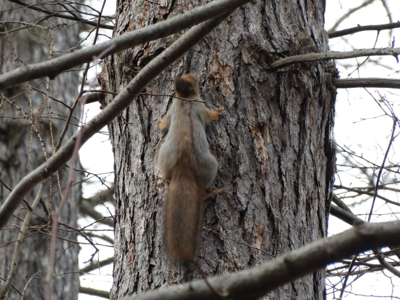 Середниково — Piligrim Porto — Братцево — Сходненская чаша | 09.04.2016. Галерея Фантим