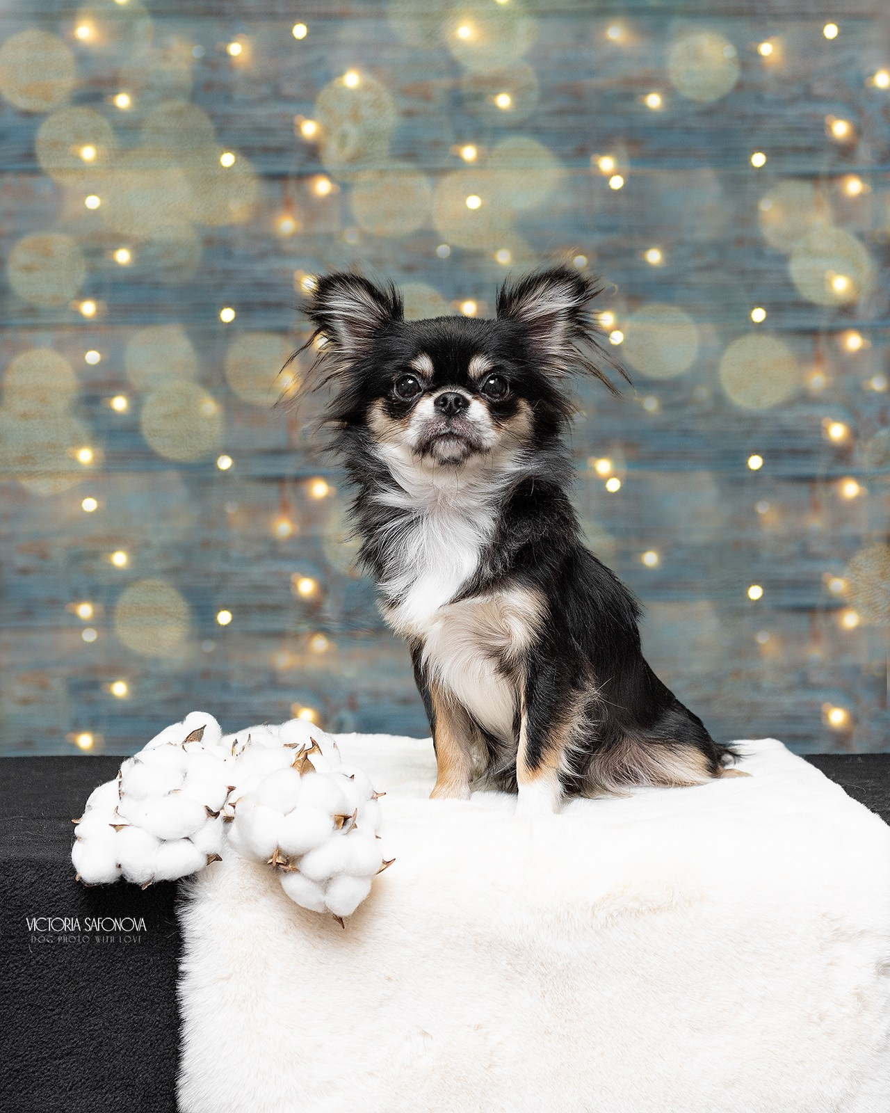 Чихуахуа 14.01.2024. Фотограф анималист Благовещенск. Сафонова Виктория