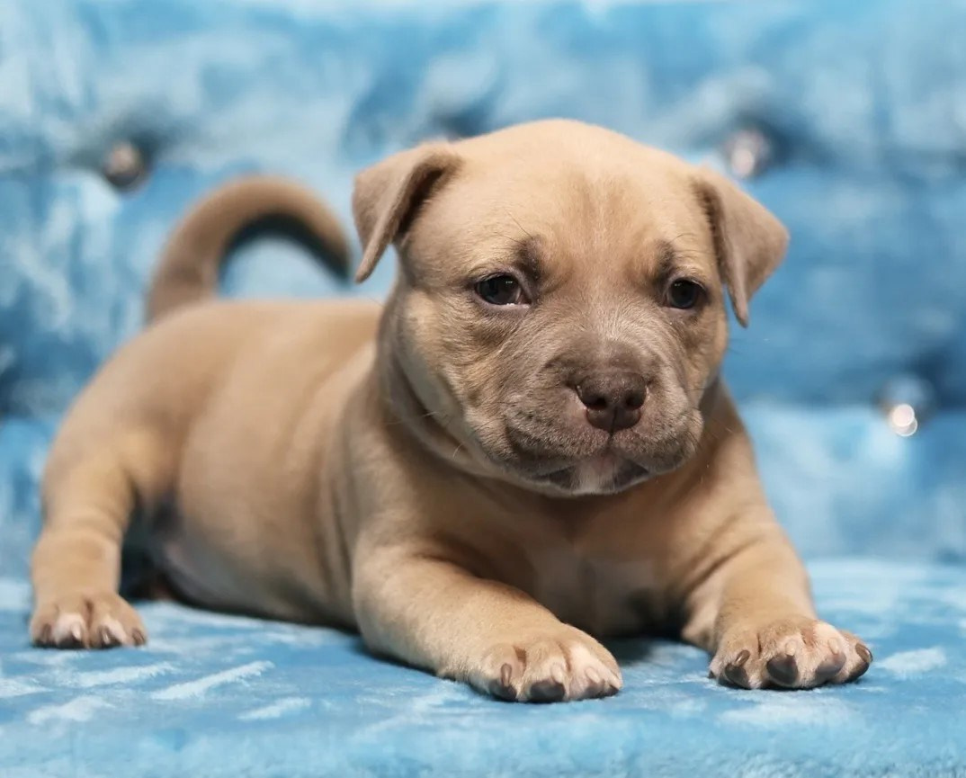 Щенки Американский булли. ПИТОМНИК СОБАК ПОРОДЫ АМЕРИКАНСКИЙ БУЛЛИ