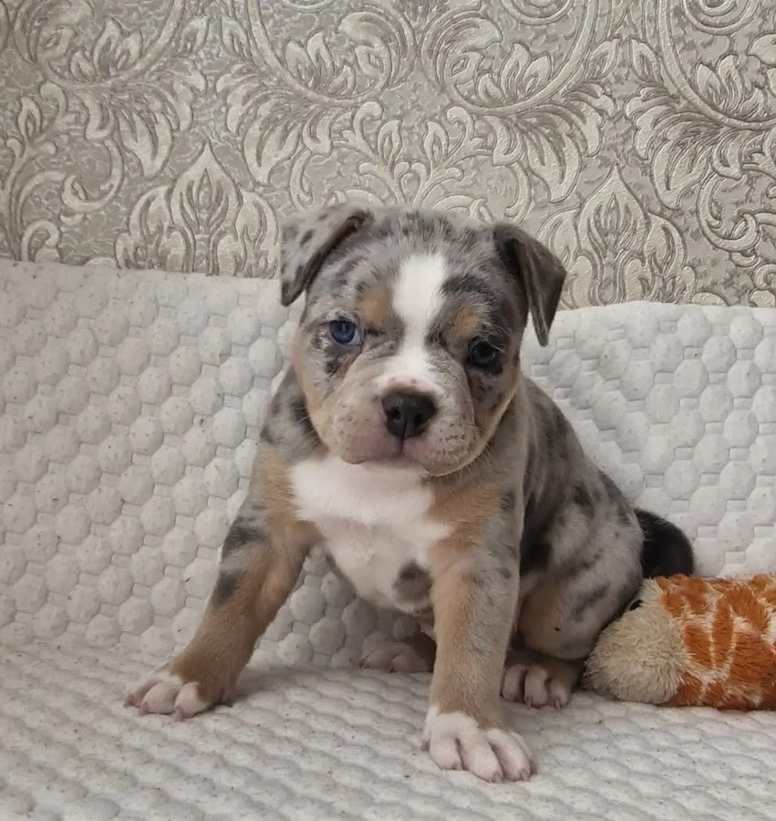 Щенки Американский булли. ПИТОМНИК СОБАК ПОРОДЫ АМЕРИКАНСКИЙ БУЛЛИ