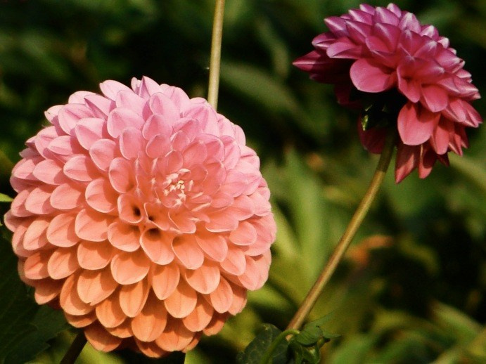 Самые первые мои фотографии. Елена Берсенева, фотограф