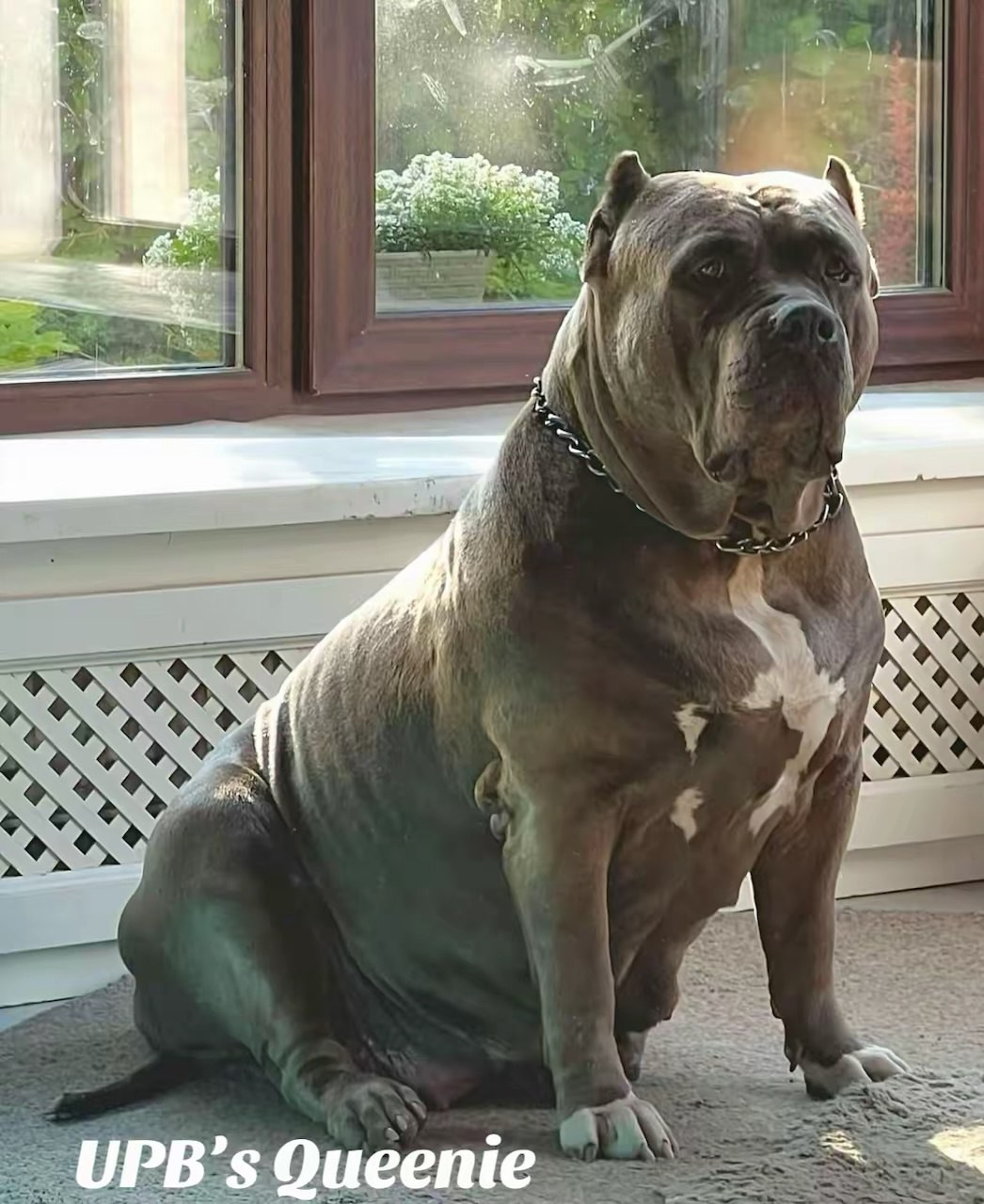 Наши собаки. Американские булли XL в г. Калининград. Питомник Great Bully UNIVERSE