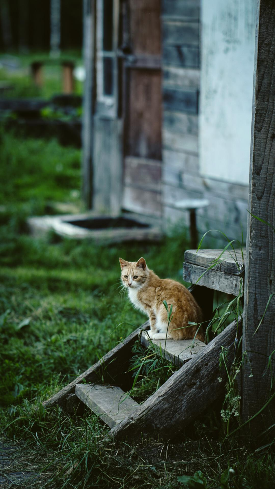 Ивана купала. Главная