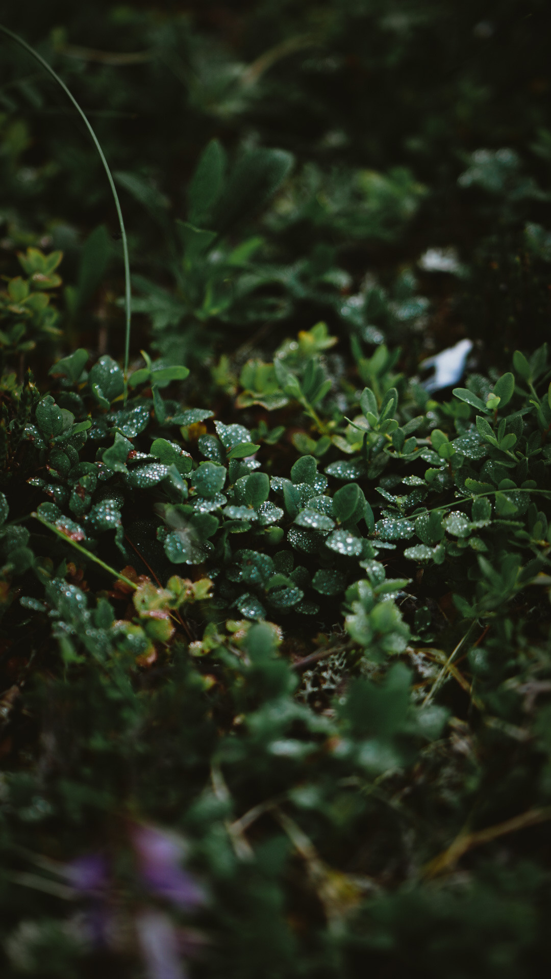 Фотограф в горах. Главная