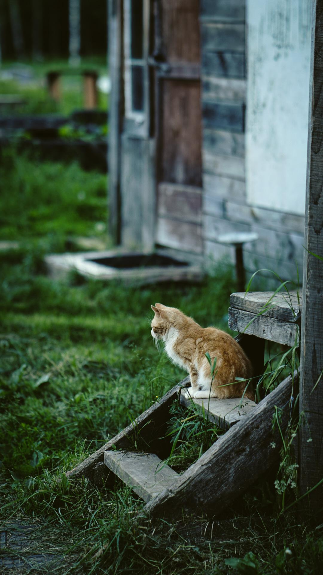 Ивана купала. Главная
