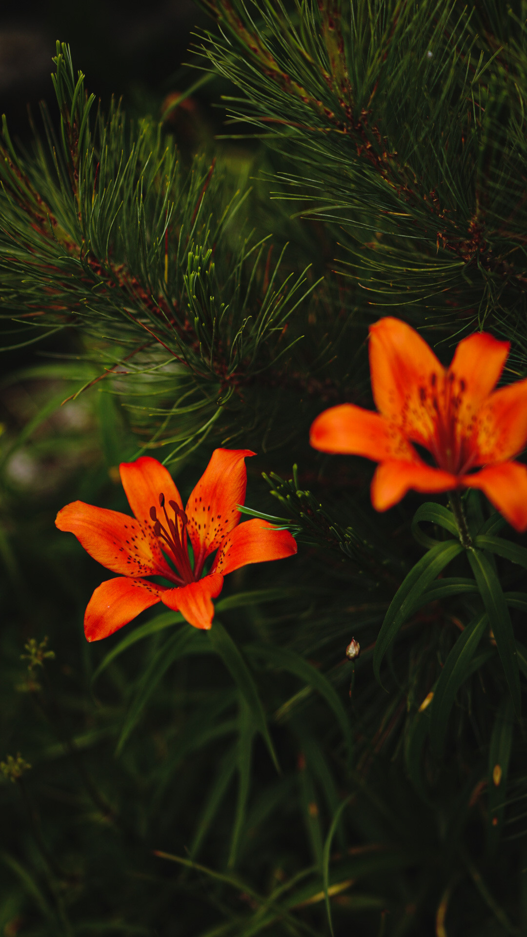 Фотограф в горах. Главная