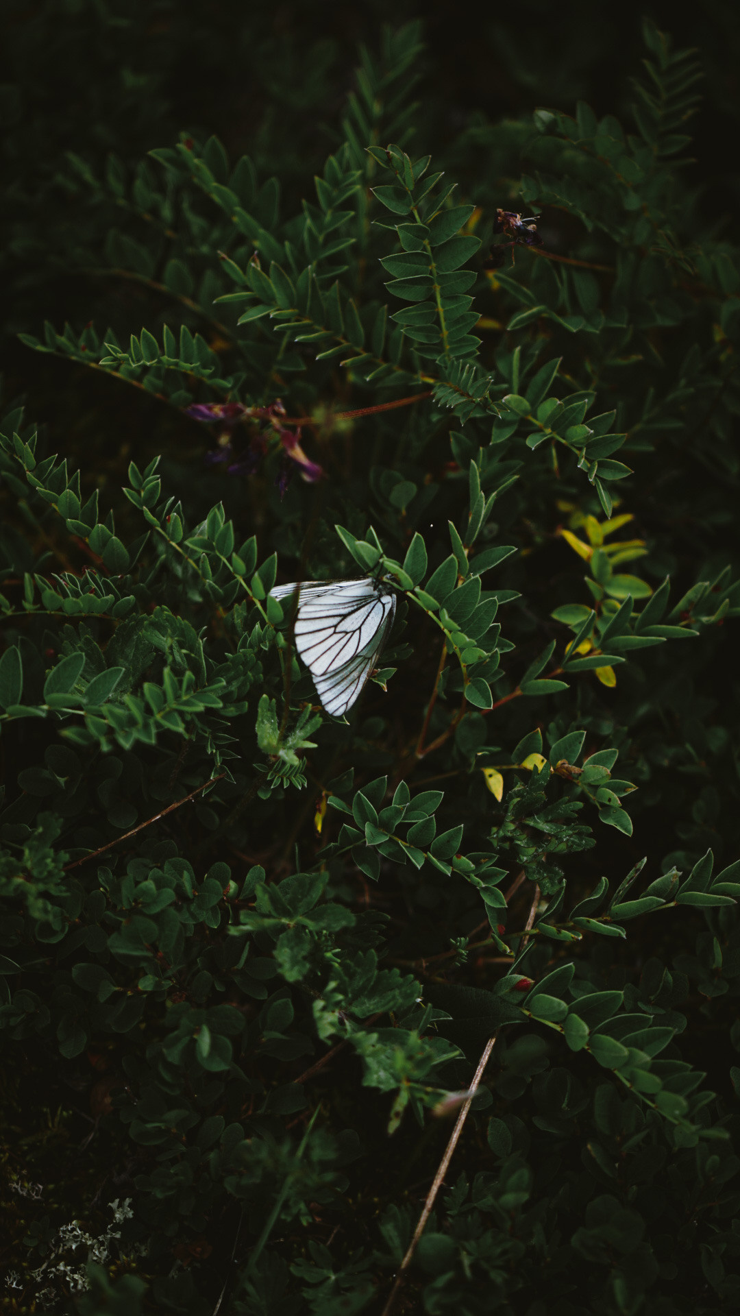Фотограф в горах. Главная