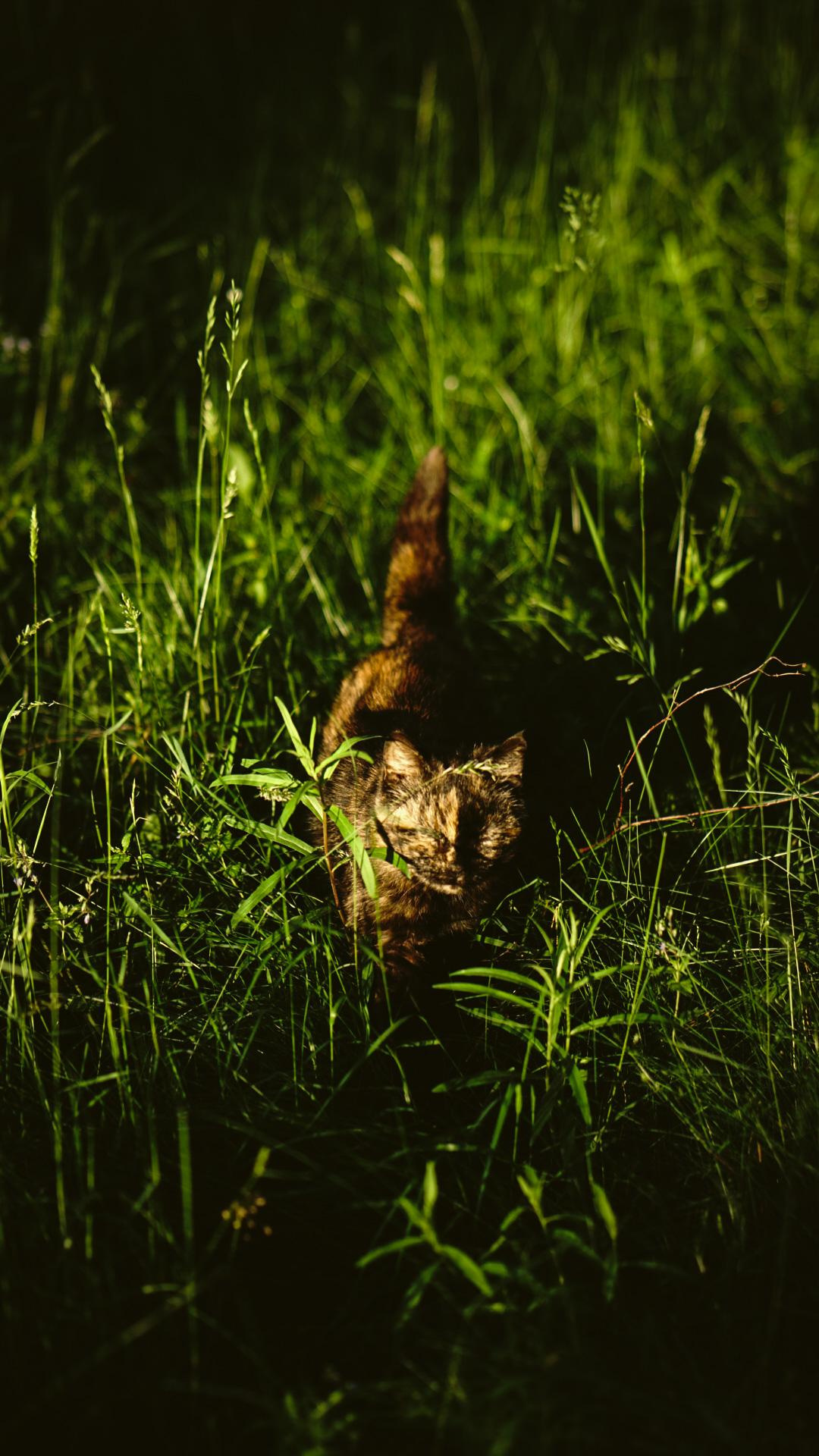 Ивана купала. Главная