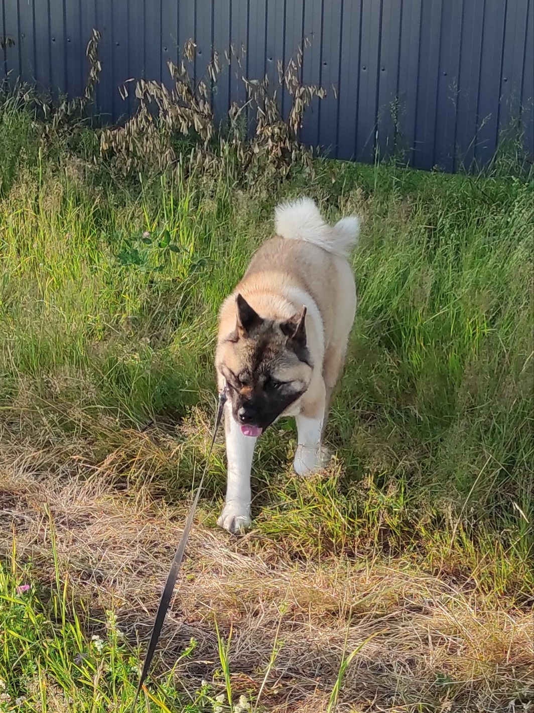 RUBYLIGHT MONICA * Моника , Американская акита Санкт-Петербург, питомник RUBYLIGHT