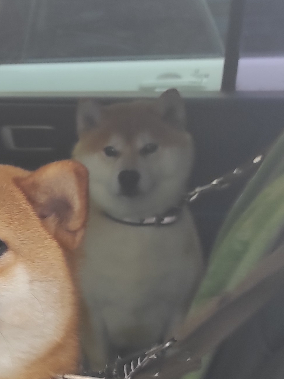 Ассоль * HANDZIMEMESITE ASOLL  сиба питомник Rubylight