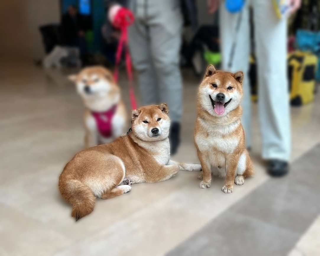 сиба питомник Рубилайт щенки на продажу rubylight  сиба щенки купить