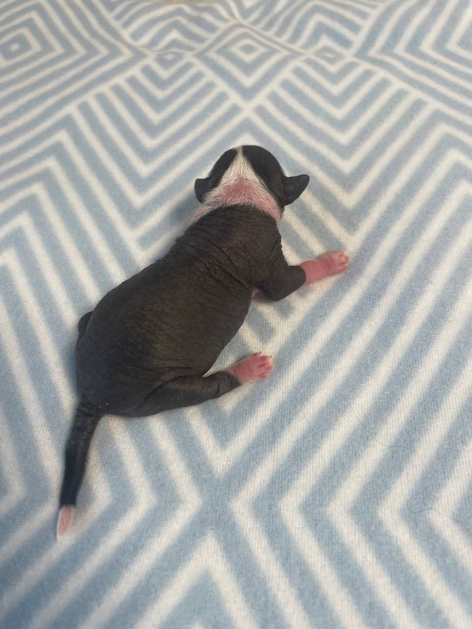 D2 День Рождения