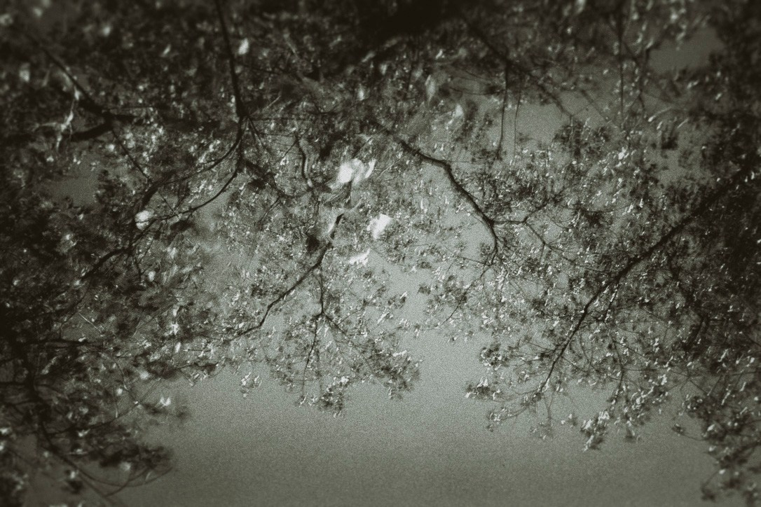 Homeland Adygea. Visual artist