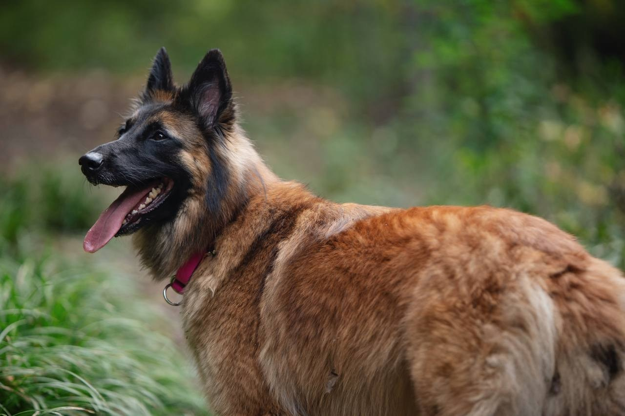 Фото Прогулки. Семейный фотограф анималист г. Находка