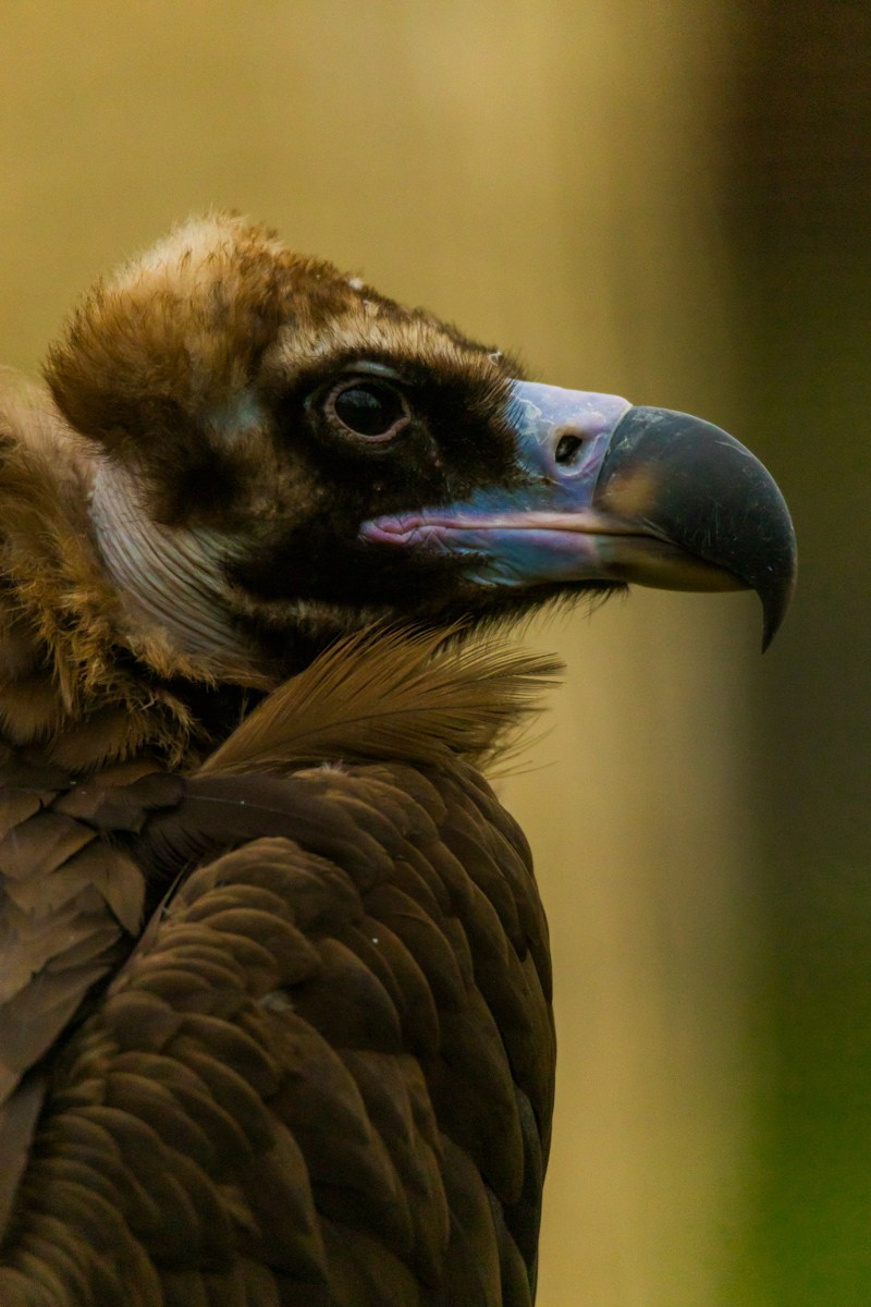 Птицы. Photomantis