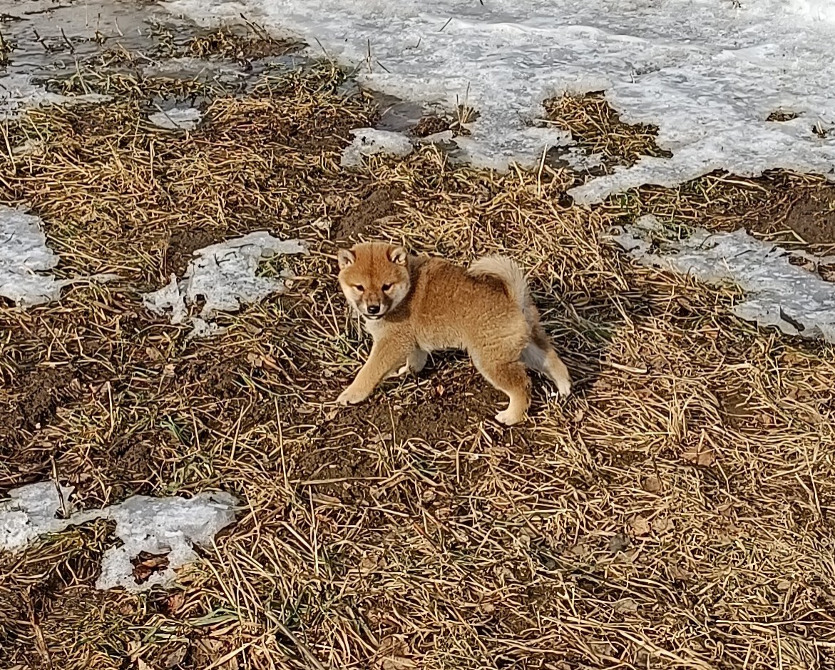 Сиба Rubylight Emma питомник Рубилайт 