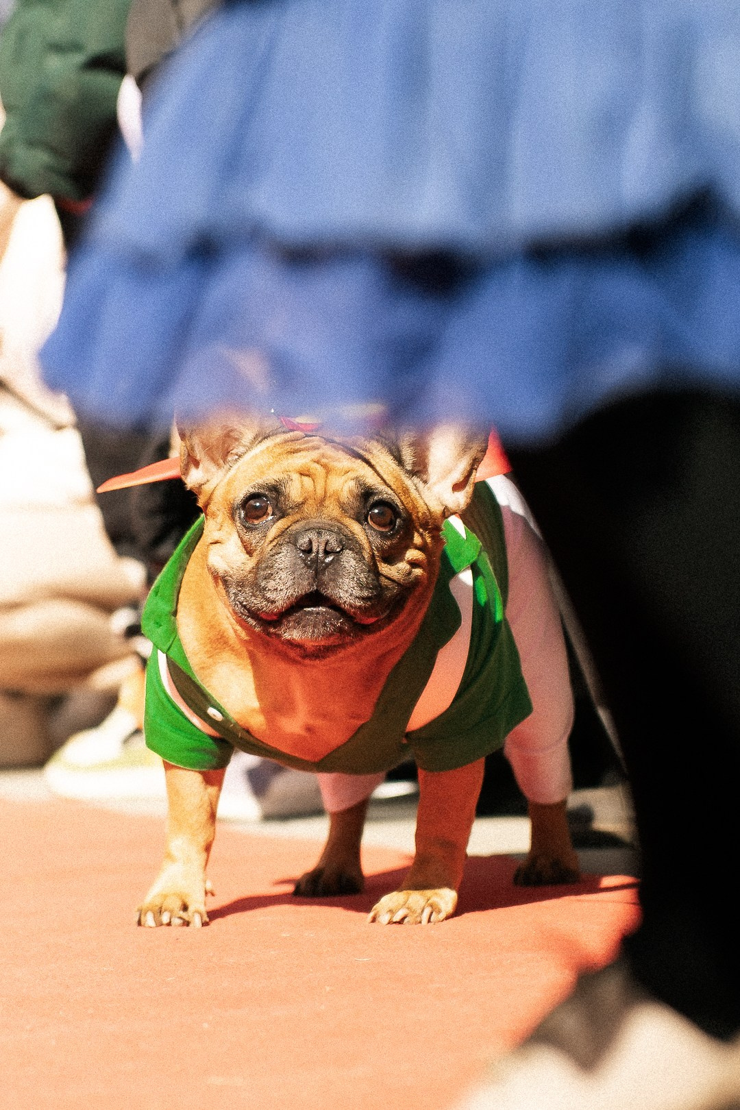 Парад Бульдогов. Axenov_eugene