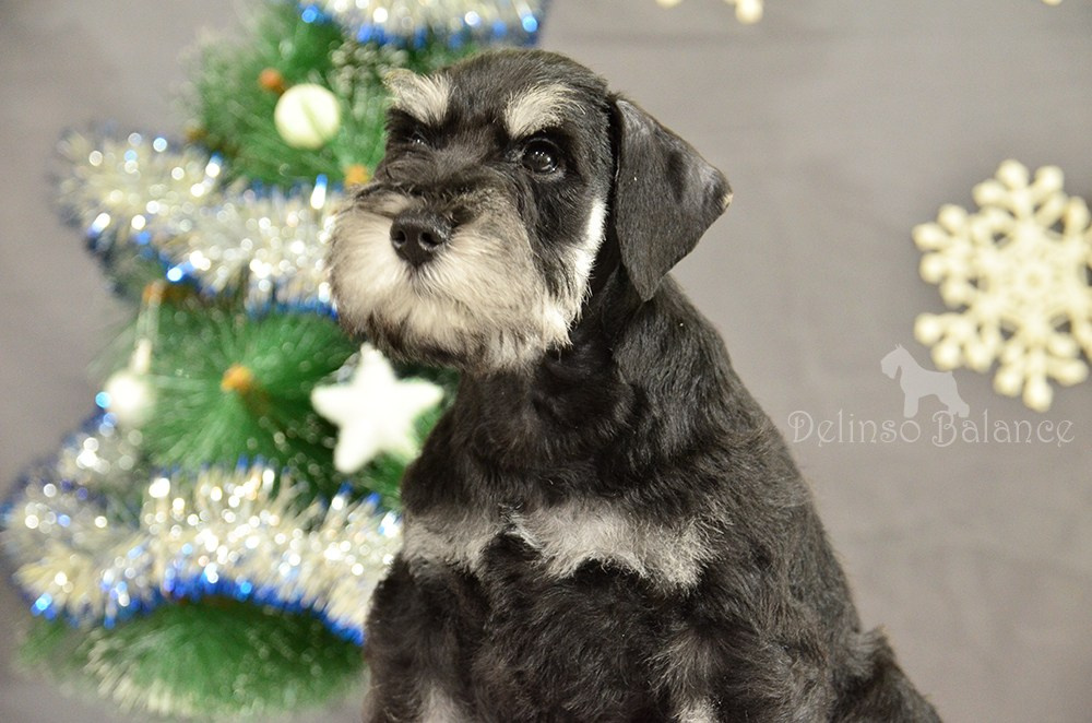 Делинсо Бэлэнс Яман Керан - 9 недель