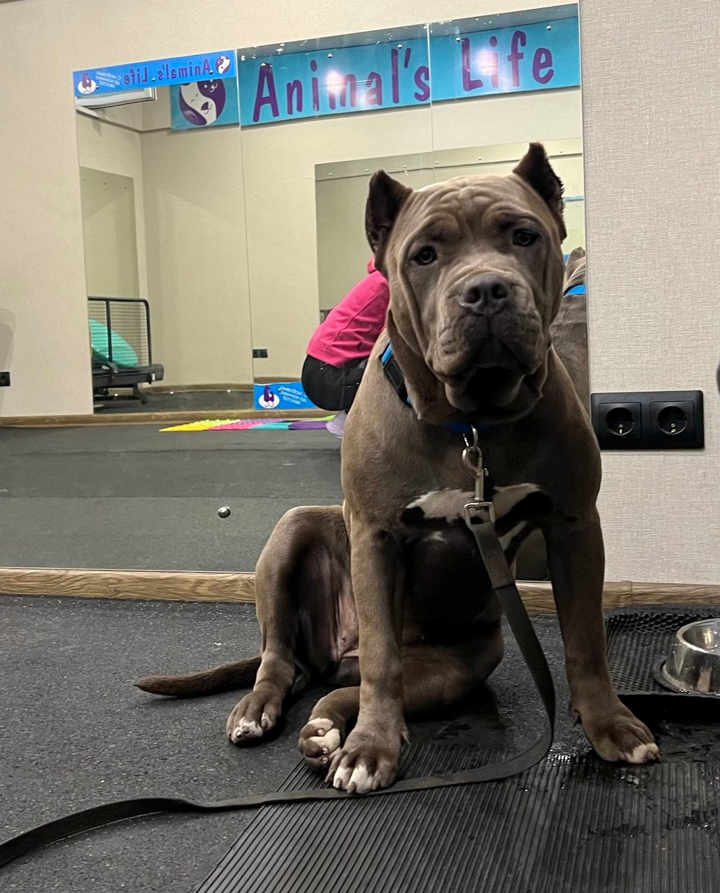 UPB’s Queenie & Zeus. 16.04.24. Американские булли XL в г. Калининград. Питомник Great Bully UNIVERSE