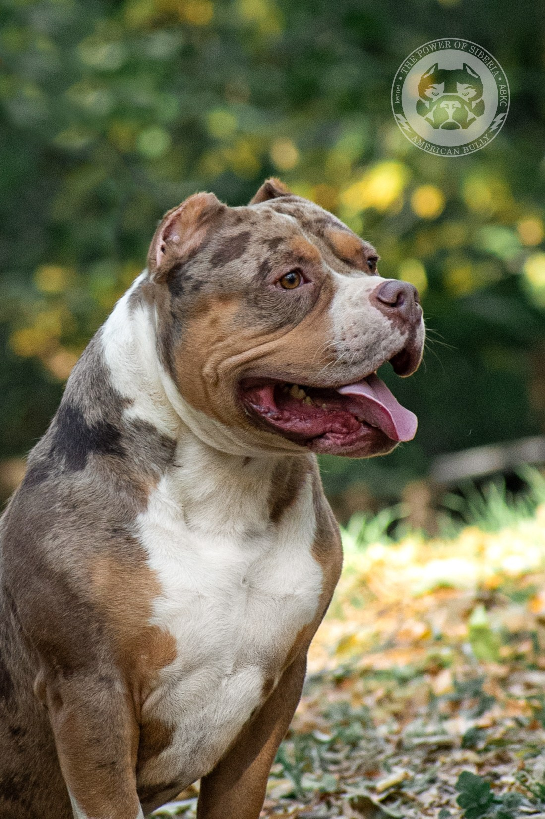 продажа щенков Американского булли в Новокузнецке